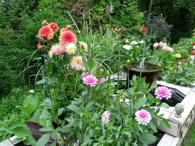 dahlias beside water feature
